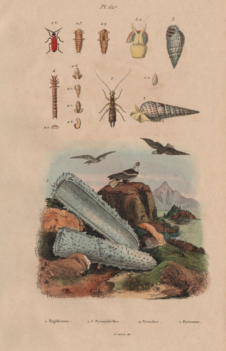 Pygidicrana. Pyramidella. Pyrochroa (Cardinal Beetle). Pyrosoma (tunicate) 1833